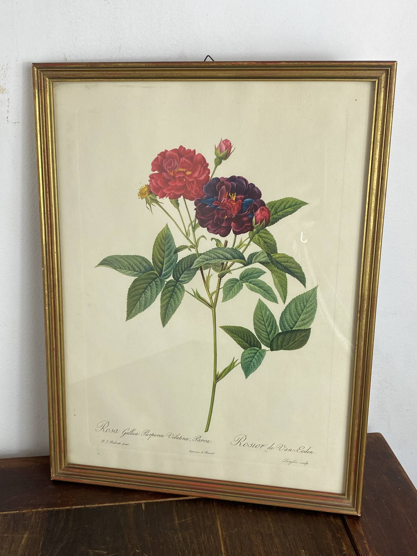 Botanical poster, Rose of Van Eden, P-J Redouté