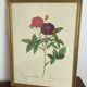 Botanical poster, Rose of Van Eden, P-J Redouté