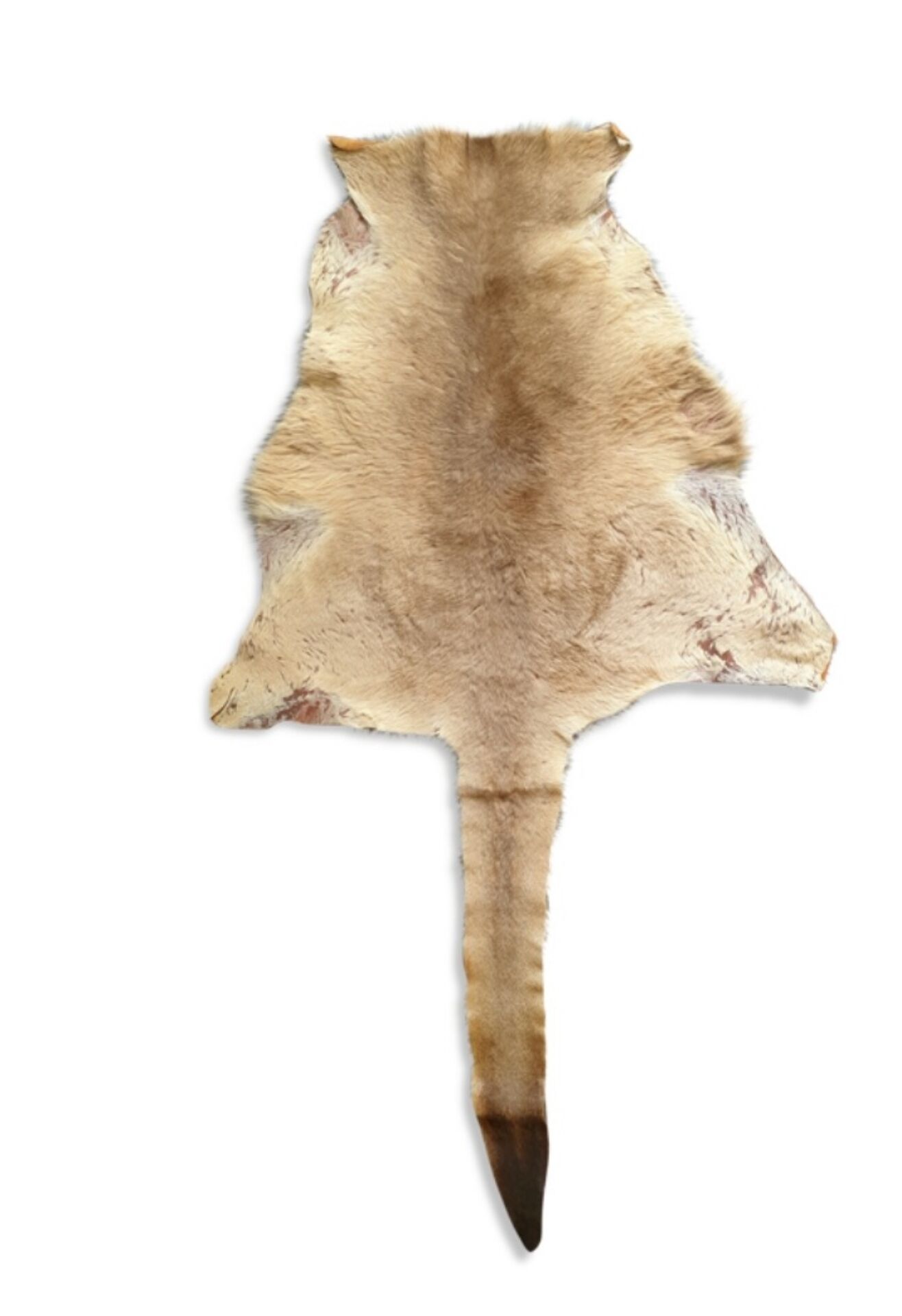 Kangaroo skin Curiosity cabinet