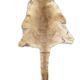 Kangaroo skin Curiosity cabinet
