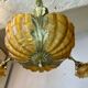 Lustre coquillage