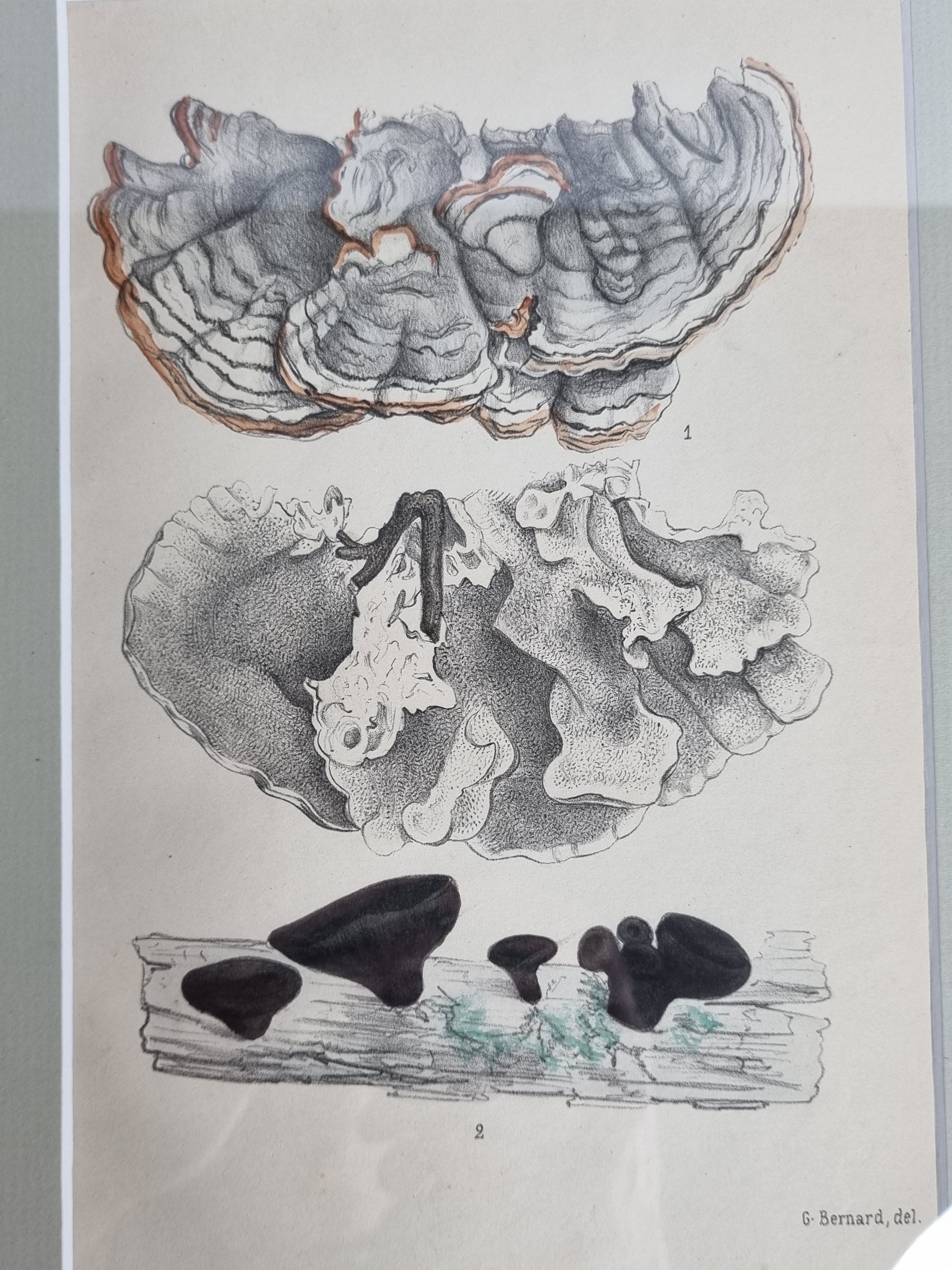 Two old engravings of watercolor mushrooms nineteenth century after G. Bernard