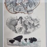 Deux anciennes gravures de champignons aquarellées XIXème siècle d'après G. Bernard