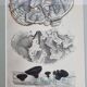 Two old engravings of watercolor mushrooms nineteenth century after G. Bernard