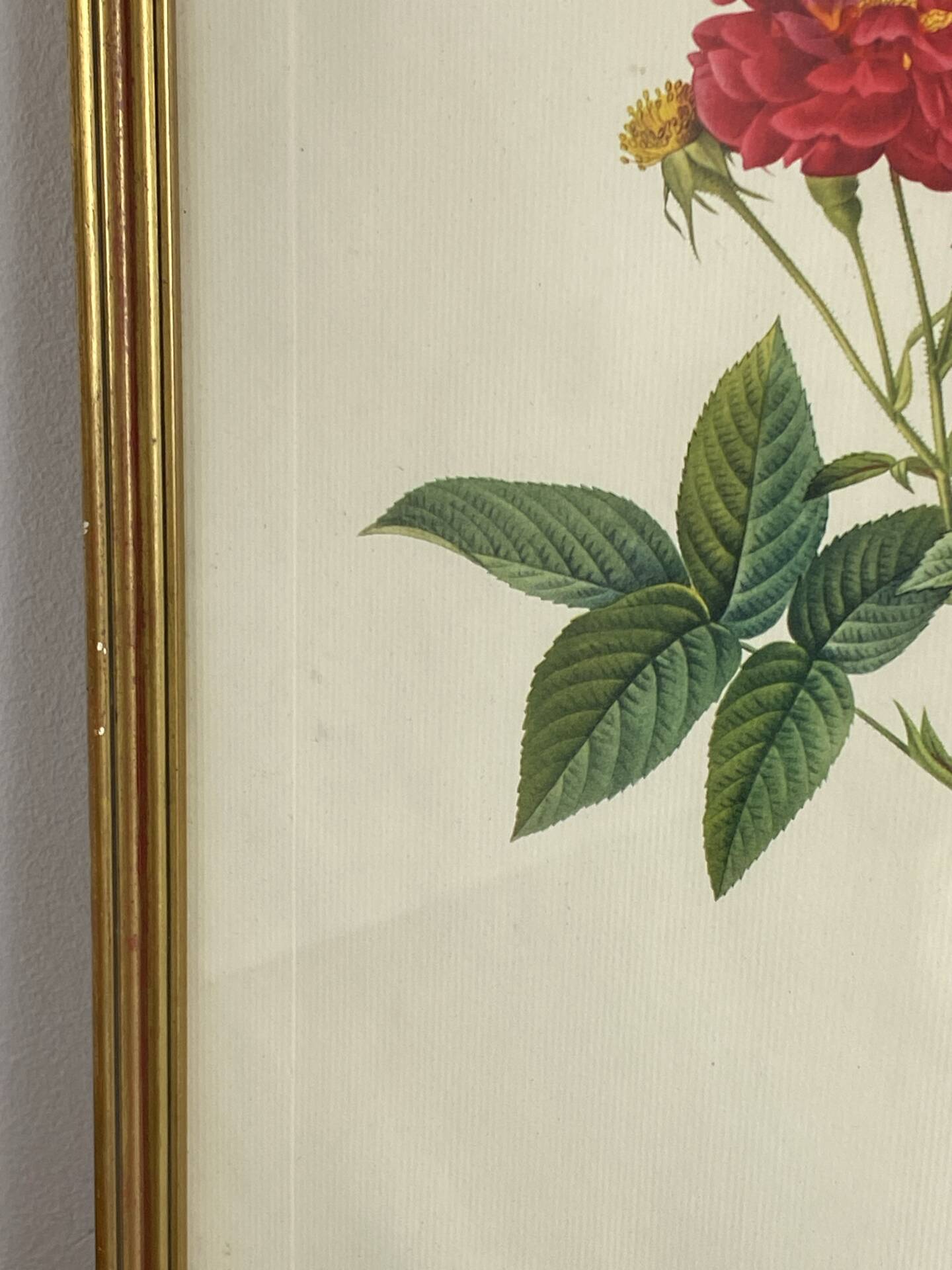 Botanical poster, Rose of Van Eden, P-J Redouté