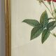 Botanical poster, Rose of Van Eden, P-J Redouté