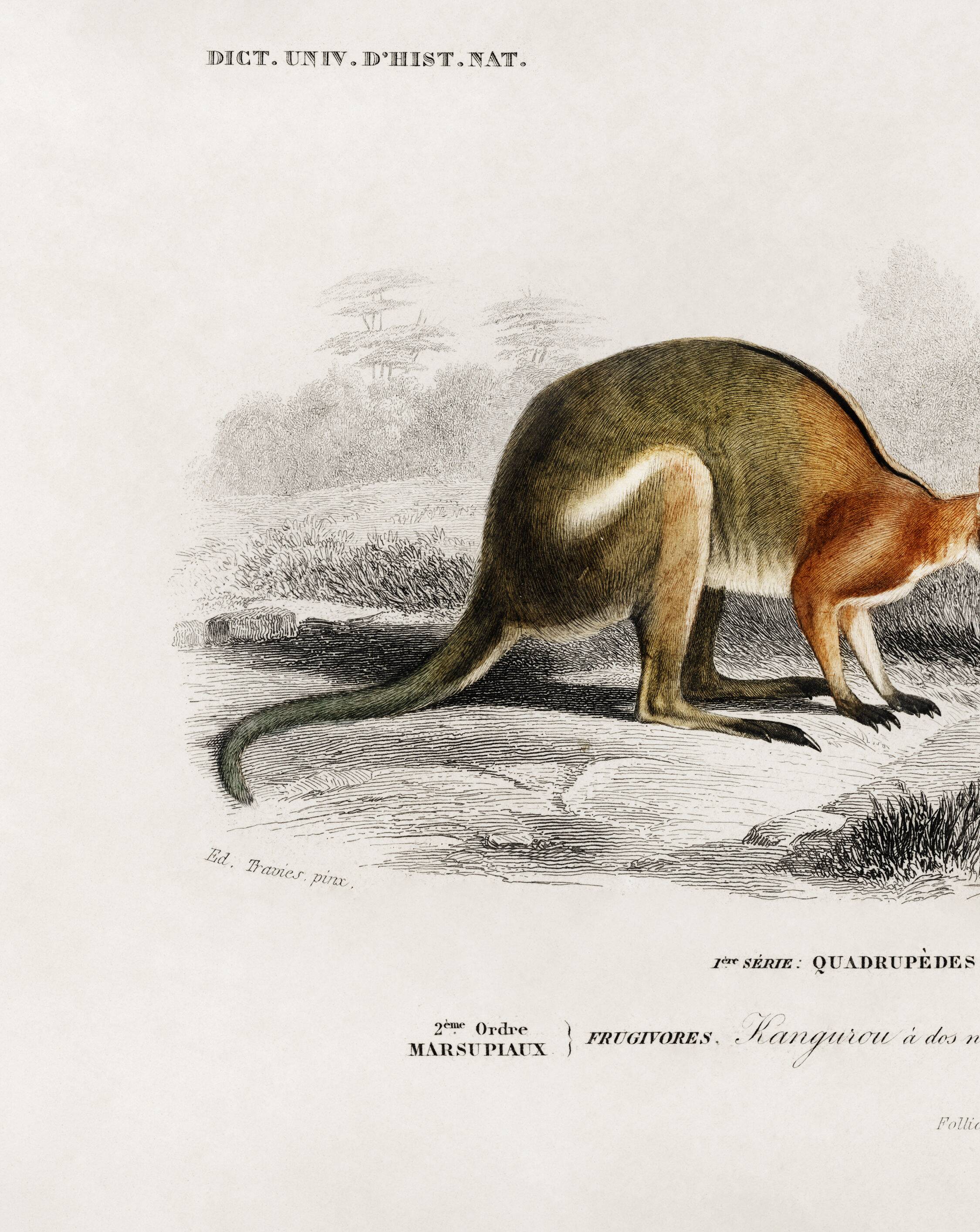 Poster about the kangaroo, based on an old engraving from 1849.