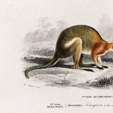 Poster about the kangaroo, based on an old engraving from 1849.