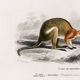 Poster about the kangaroo, based on an old engraving from 1849.