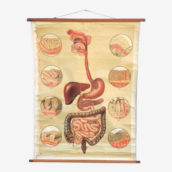 Vintage Poster Digestive System