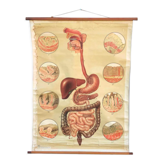 Vintage Poster Digestive System