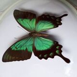 Papillon naturalisé encadré