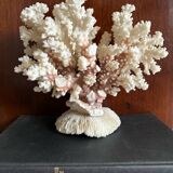 Ancient white coral