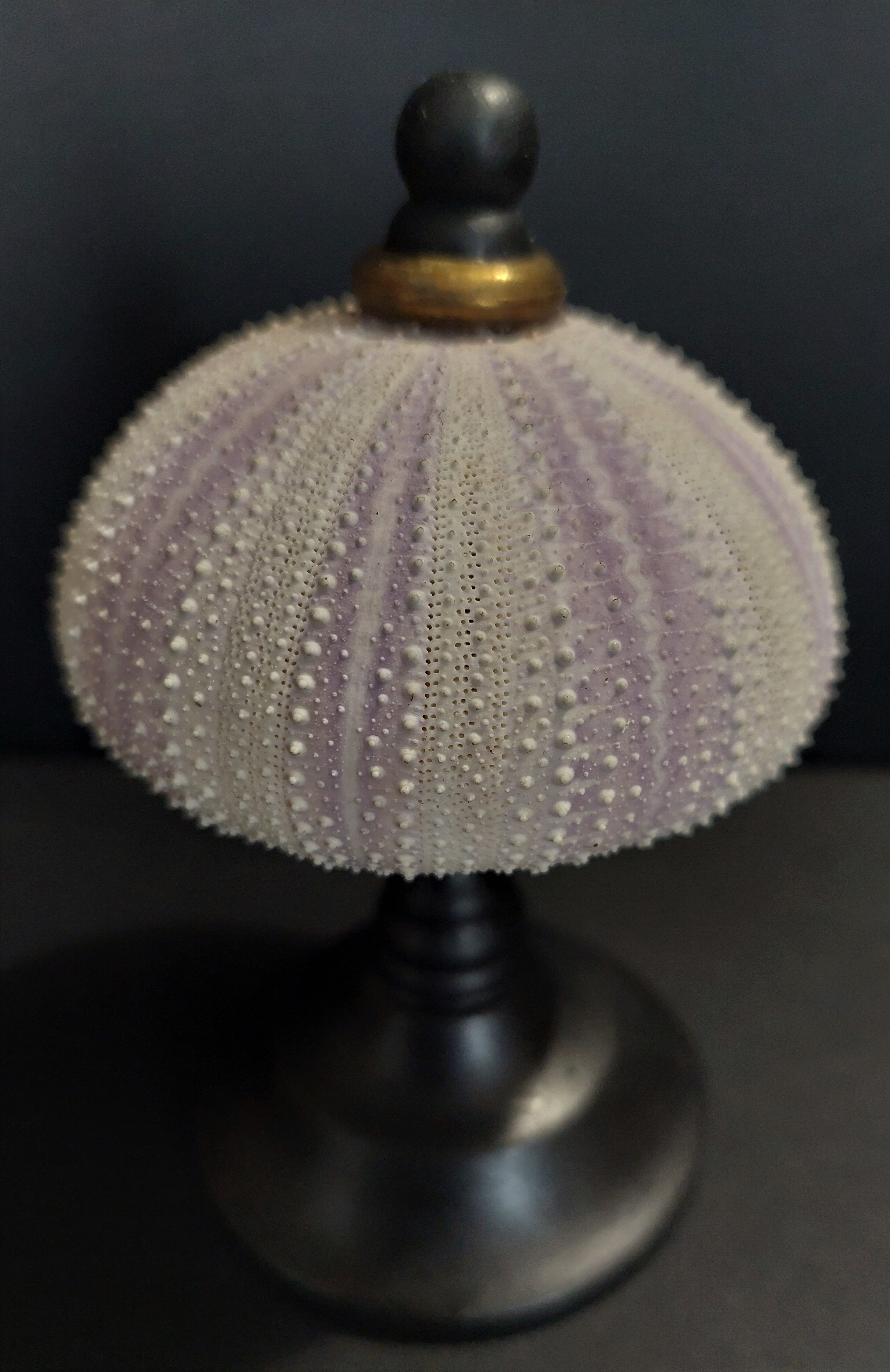 Cabinet of Curiosities sea urchin sphaerechinus granularis on base