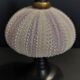 Cabinet of Curiosities sea urchin sphaerechinus granularis on base