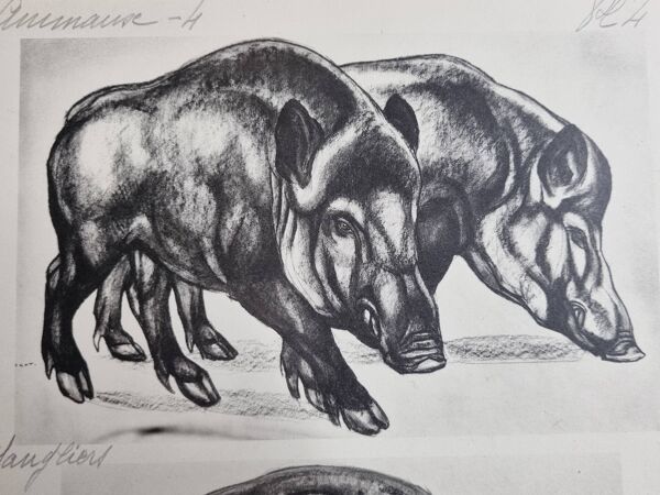Planche illustrée, Études de Sangliers et Bison, Signée André Margat, 1930