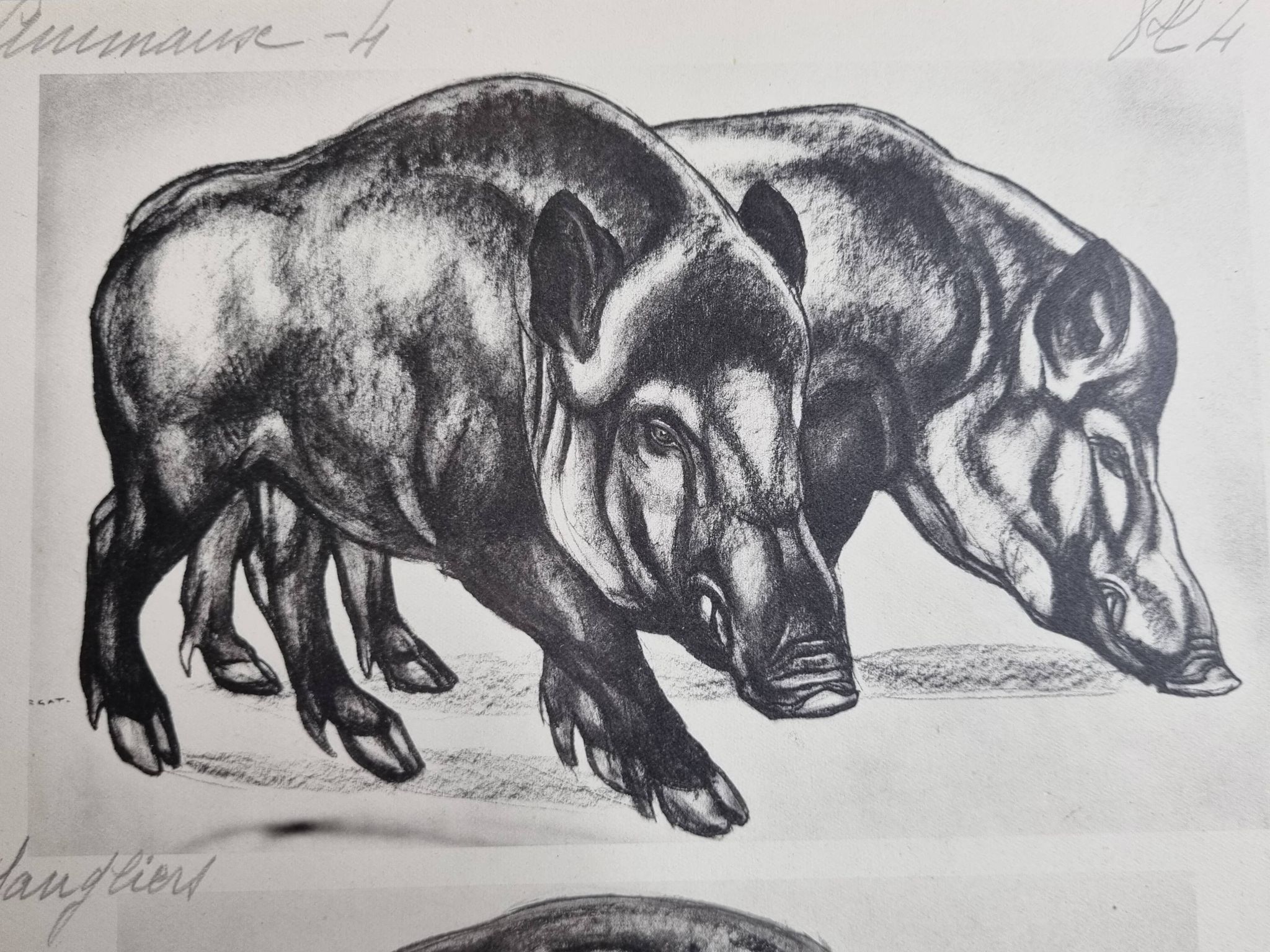 Illustrated plate, Studies of Wild Boars and Bison, Signed André Margat, 1930
