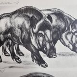 Illustrated plate, Studies of Wild Boars and Bison, Signed André Margat, 1930