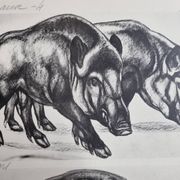 Illustrated plate, Studies of Wild Boars and Bison, Signed André Margat, 1930