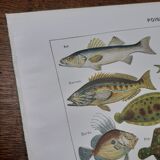 Fish lithograph from 1948