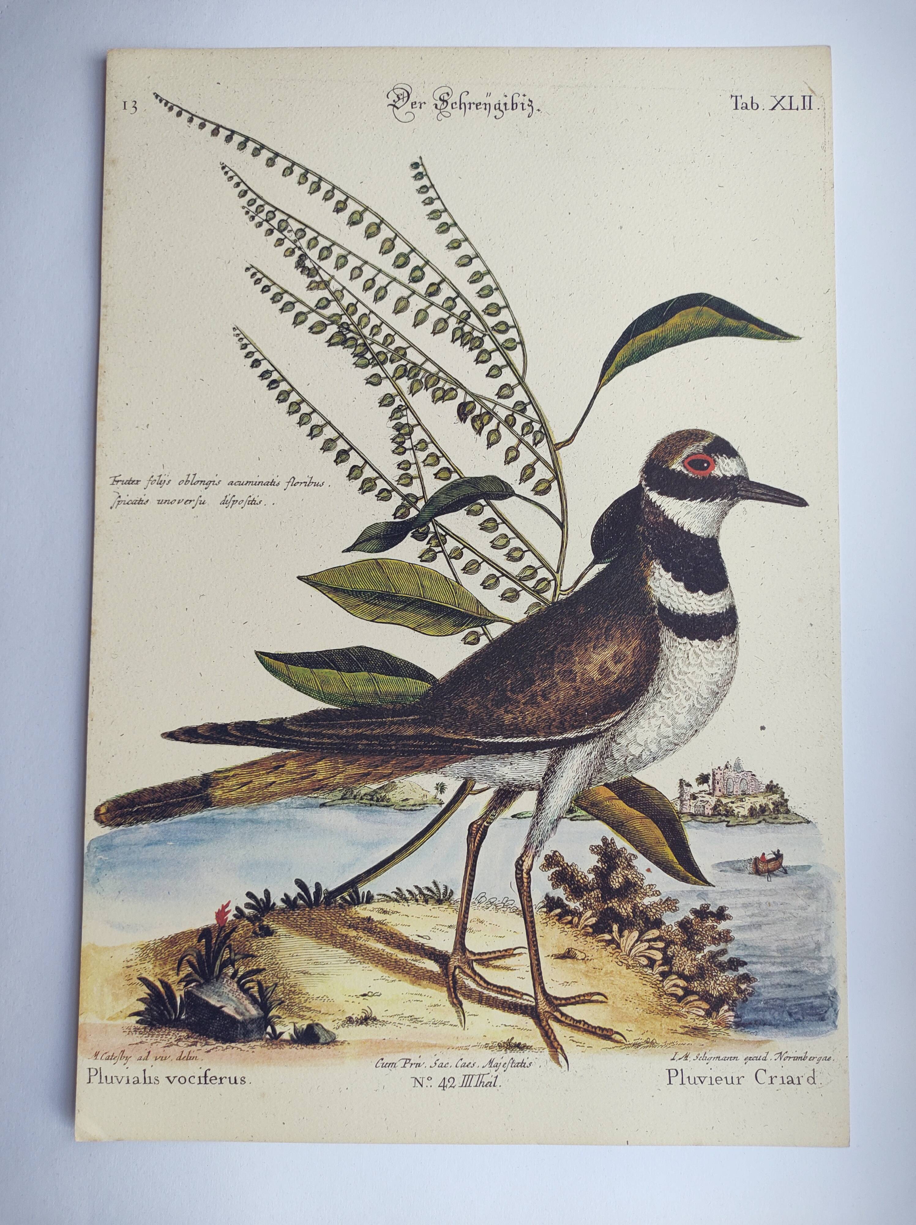 Old bird engraving - Screaming Plover - Zoological plate by Seligmann & Catesby