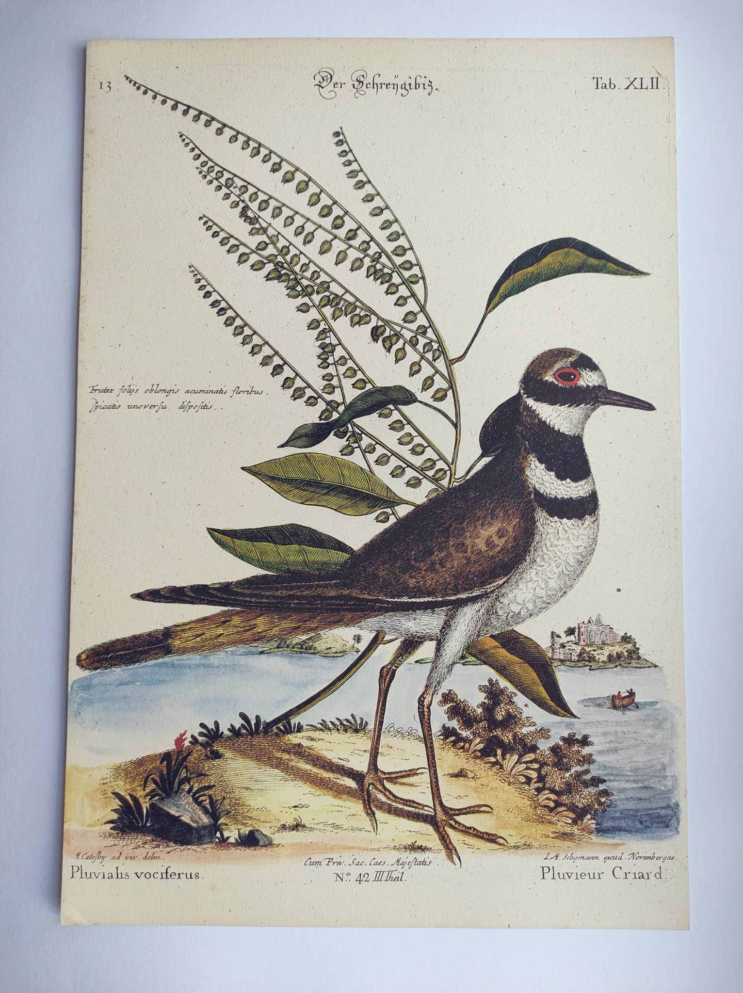 Old bird engraving - Screaming Plover - Zoological plate by Seligmann & Catesby