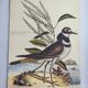 Old bird engraving - Screaming Plover - Zoological plate by Seligmann & Catesby