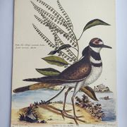 Old bird engraving - Screaming Plover - Zoological plate by Seligmann & Catesby