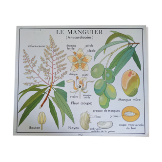 Old school poster botanical vintage nightingale 60s mango cotton tree