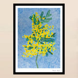 Illustration Mimosa