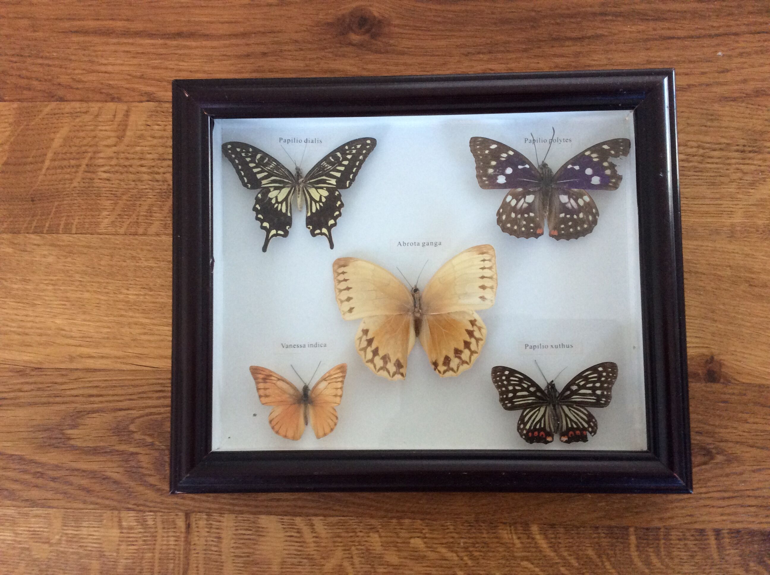Naturalized butterfly frame