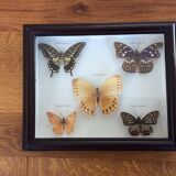 Naturalized butterfly frame