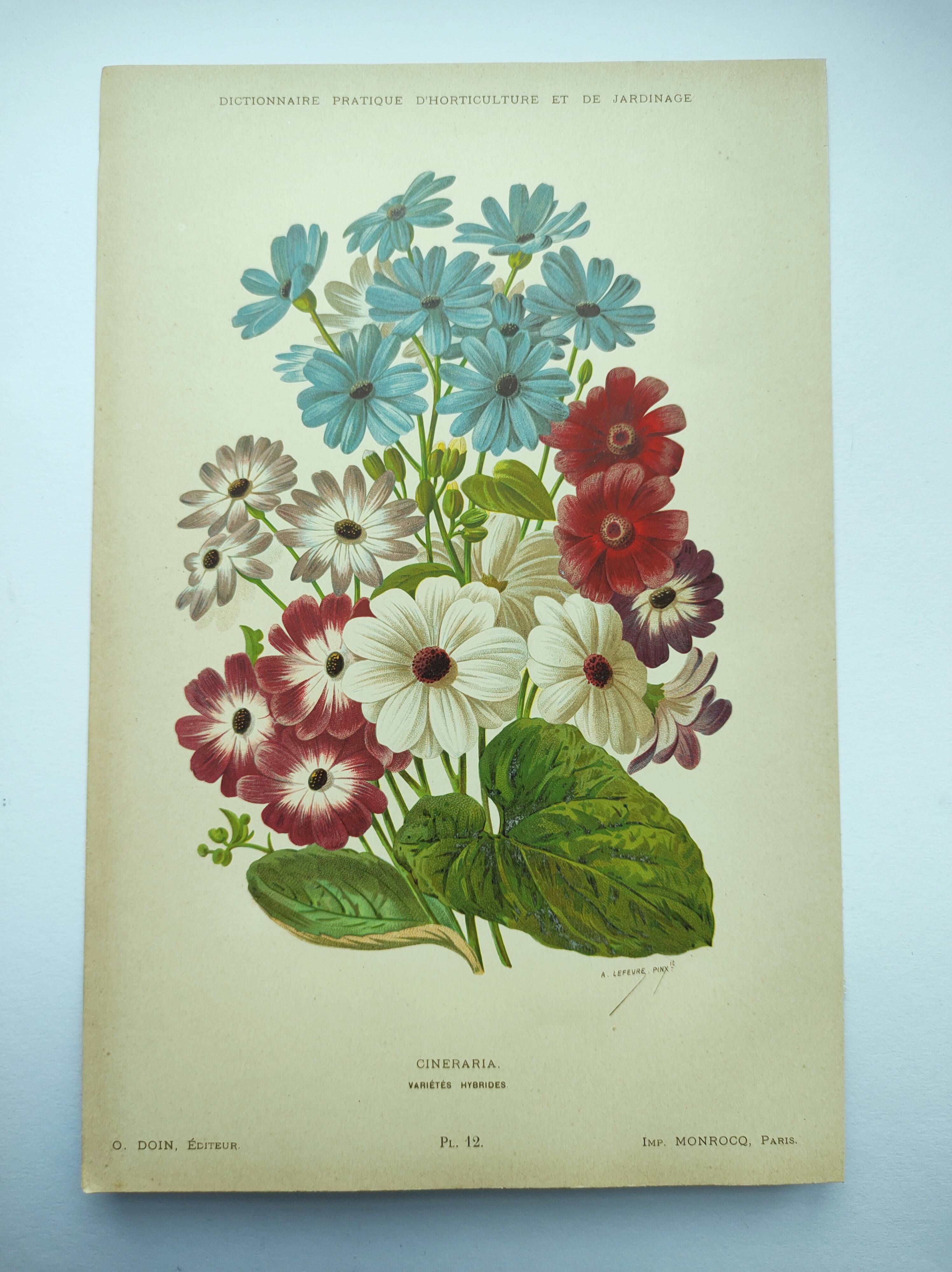 Gravure botanique de 1897 - Cinéraire - Planche originale . Lithographie ancienne de fleur A.Lefevre
