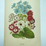 Gravure botanique de 1897 - Cinéraire - Planche originale . Lithographie ancienne de fleur A.Lefevre