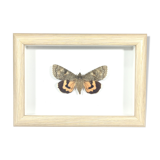 Naturalized butterfly box
