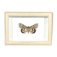 Naturalized butterfly box