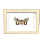 Naturalized butterfly box