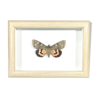 Naturalized butterfly box