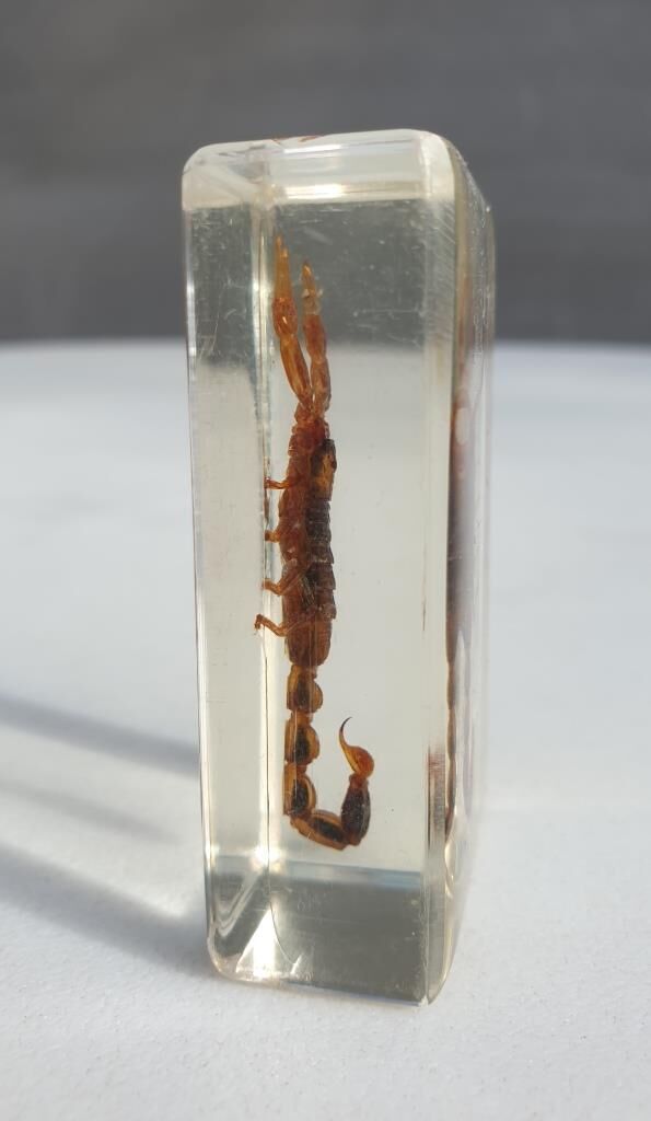 Insect under resin Scorpio "still loving you"