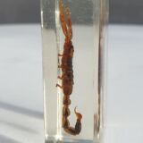 Insect under resin Scorpio "still loving you"