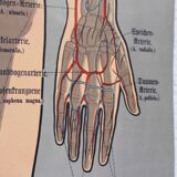 Anatomy poster XIXth