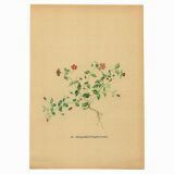 Old illustration from 1948 of meadow flowers by H.Strache - Mouron