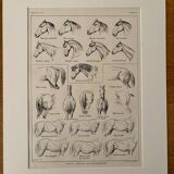 Lithographie sur l'anatomie du cheval (tête, croupe, sabots) - 1920