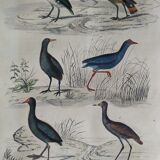 Original ornithological plate " Marouette - Caurale - &c... Buffon (1837)