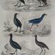 Original ornithological plate " Marouette - Caurale - &c... Buffon (1837)