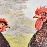Tableau " Poules "