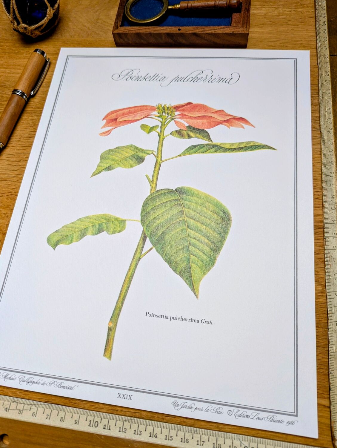 Printed in 1986, the Christmas star. Vintage botanical print.