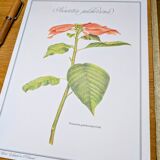 Printed in 1986, the Christmas star. Vintage botanical print.