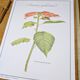 Printed in 1986, the Christmas star. Vintage botanical print.