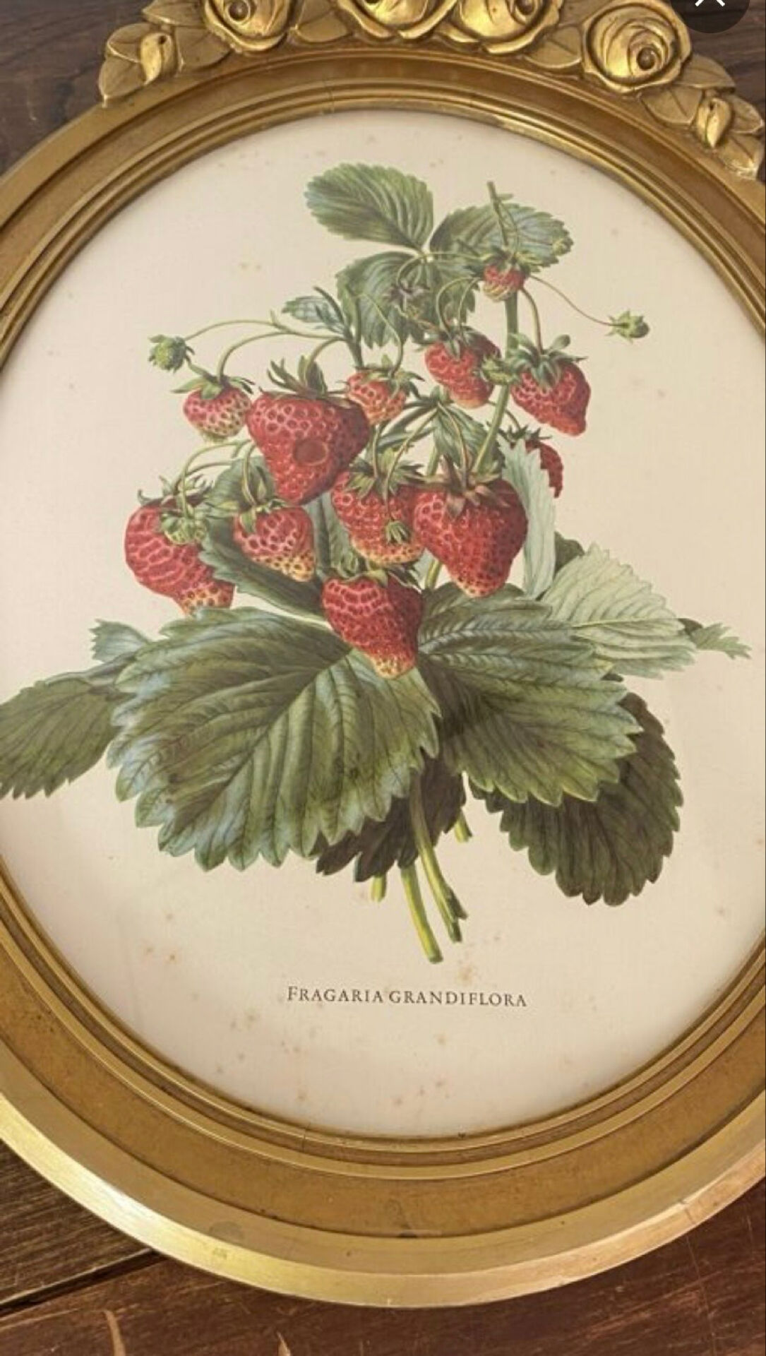 Framed botanical print of Fragaria Grandiflora